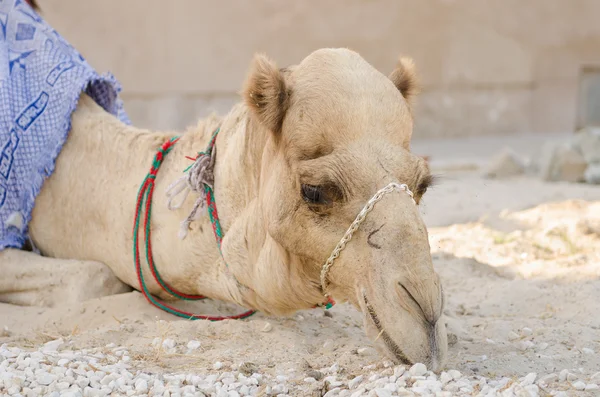 Arabisches Kamel kühlt sich im Schatten beim Kauen von Futter ab — Stockfoto