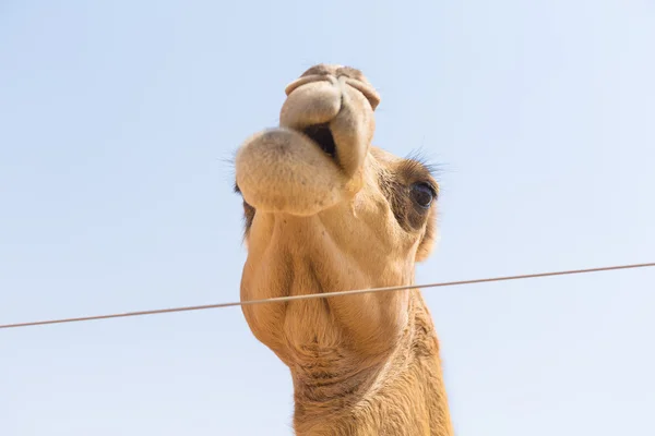 Vilda camel tugga växter i den heta torrt Mellanöstern öknen uae med blå himmel — Stockfoto