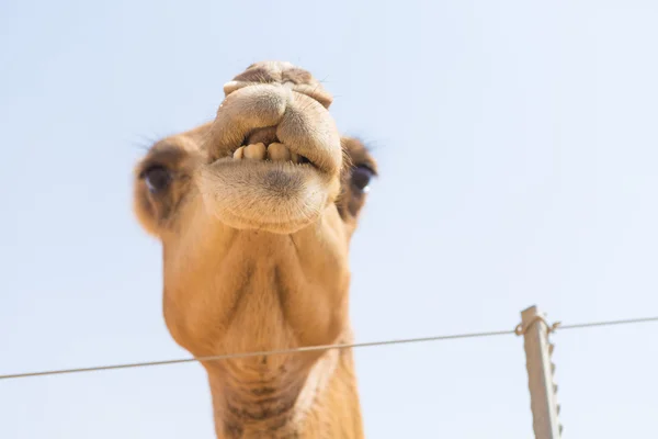 Vilda camel tugga växter i den heta torrt Mellanöstern öknen uae med blå himmel — Stockfoto