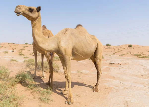 Camelos selvagens no quente seco médio leste deserto uae com céu azul — Fotografia de Stock