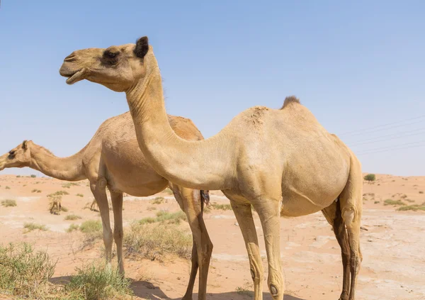 Wilde Kamele in der heißen, trockenen Wüste des Nahen Ostens mit blauem Himmel — Stockfoto