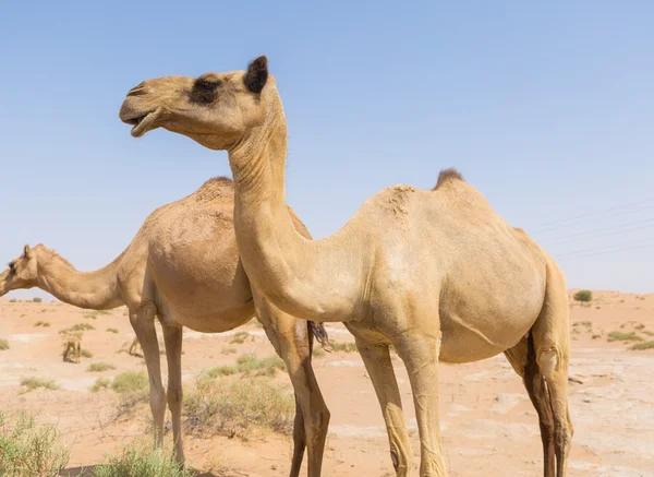 Дикі верблюди в гарячій сухій середньо-східній пустелі з блакитним небом — стокове фото