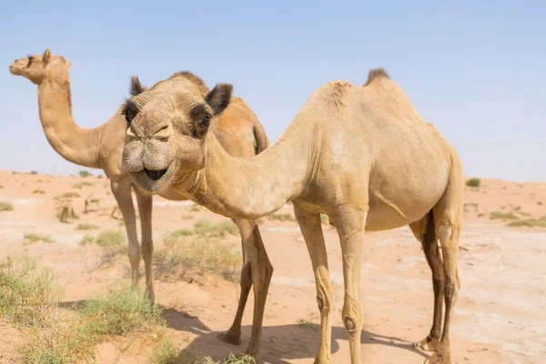 Vilda kameler i Mellanöstern varm torr öken uae med blå himmel — Stockfoto