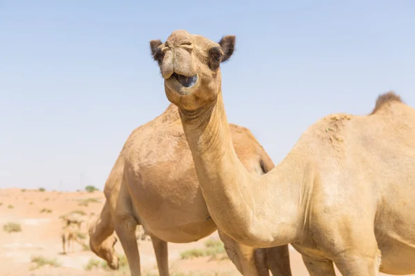 Vilda kameler i Mellanöstern varm torr öken uae med blå himmel — Stockfoto