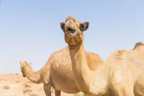 Vilda kameler i Mellanöstern varm torr öken uae med blå himmel — Stockfoto