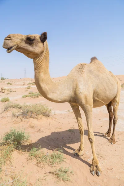 Wildes Kamel in der heißen, trockenen Wüste des Nahen Ostens — Stockfoto