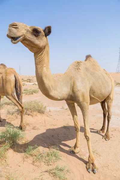 Wildes Kamel in der heißen, trockenen Wüste des Nahen Ostens — Stockfoto