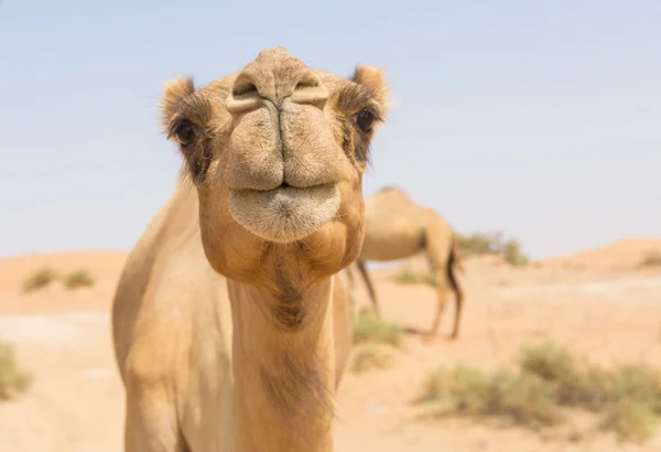 Wild camel in de hete droge Midden-Oosten woestijn VAE — Stockfoto