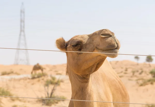 Camelo selvagem no quente seco médio leste deserto uae — Fotografia de Stock