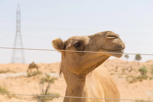 Camelo selvagem no quente seco médio leste deserto uae — Fotografia de Stock