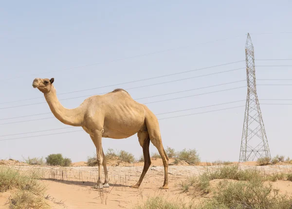 Camelo selvagem no quente seco médio leste deserto uae — Fotografia de Stock