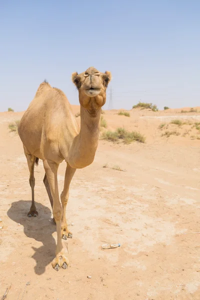 Άγρια καμήλα στην ζεστό ξηρό Μεσο-Ανατολική έρημο Ηνωμένα Αραβικά Εμιράτα — Φωτογραφία Αρχείου