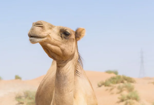 Cammello selvatico nel caldo secco medio orientale deserto uae — Foto Stock