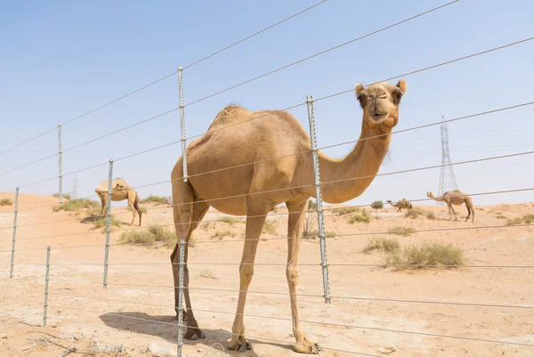 Camelo selvagem no quente seco médio leste deserto uae — Fotografia de Stock