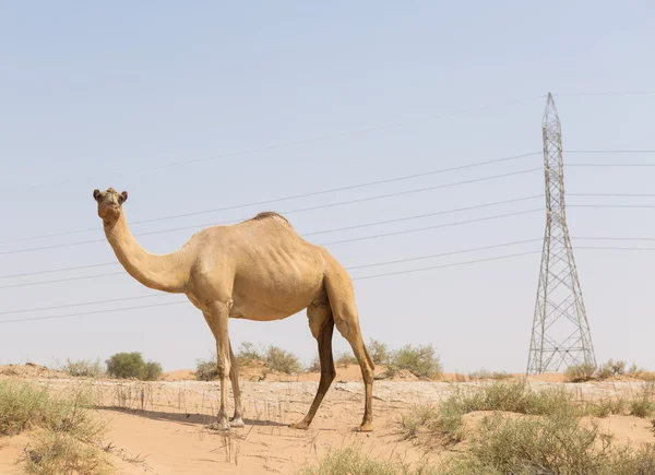 गर्म सूखे मध्य पूर्वी रेगिस्तान यूएई में जंगली ऊंट — स्टॉक फ़ोटो, इमेज