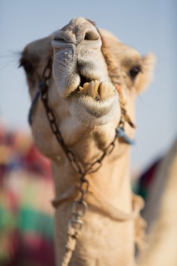 dubai deve club deve gıda çiğnemek