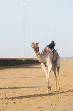 Dubai deve yarışları yarış ile radyo jokey kulübü deve