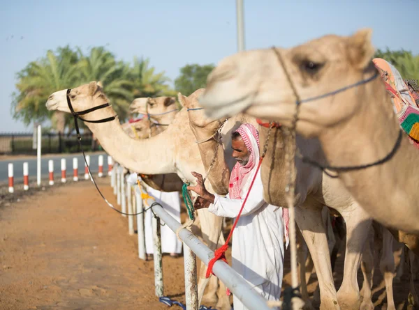 Dubai camel racing club kamele warten auf das rennen bei untergang mit keeper. — Stockfoto