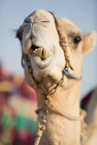 Dubai camel club kamelen tuggar mat — Stockfoto