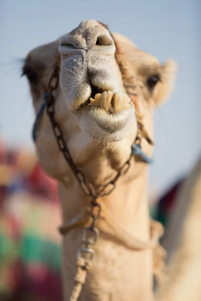 Dubai camel club kamelen tuggar mat — Stockfoto