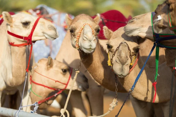 Dubai camel racing club kamele warten auf rennen — Stockfoto