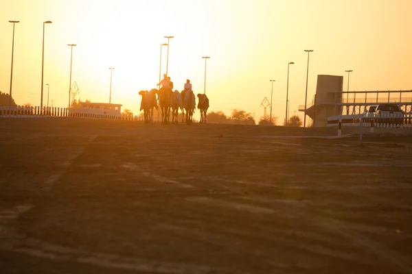 Vereinigte arabische Emirate, Dubai, 11 / 07 / 2014, dubai camel racing club Sonnenuntergang Silhouetten von Kamelen und Menschen. — Stockfoto