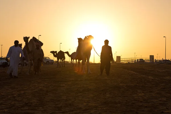 Förenade Arabemiraten, Dubai, 11/07/2014, Dubai camel racing club sunset silhuetter av kameler och personer. — Stockfoto