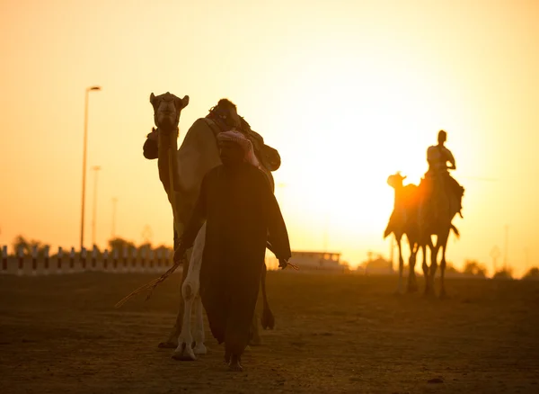 Förenade Arabemiraten, Dubai, 11/07/2014, Dubai camel racing club sunset silhuetter av kameler och personer. — Stockfoto