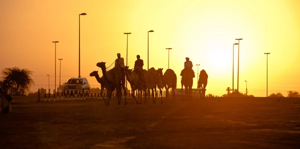 Vereinigte arabische Emirate, Dubai, 11 / 07 / 2014, dubai camel racing club Sonnenuntergang Silhouetten von Kamelen und Menschen. — Stockfoto