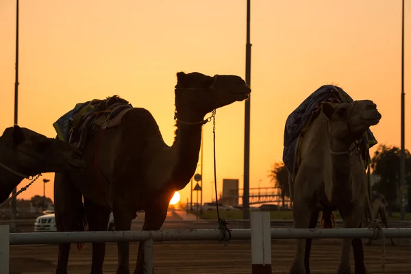 Vereinigte arabische Emirate, Dubai, 11 / 07 / 2014, dubai camel racing club Sonnenuntergang Silhouetten von Kamelen und Menschen. — Stockfoto