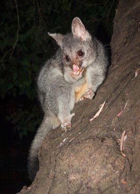 Bush bir ağaçta meyve yeme sıçan kuyruklu