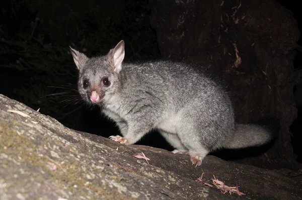 Bush tailed possum eating fruit in a tree — Stock Photo, Image