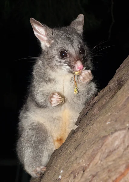 Bush tailed possum eating fruit in a tree — Stock Photo, Image