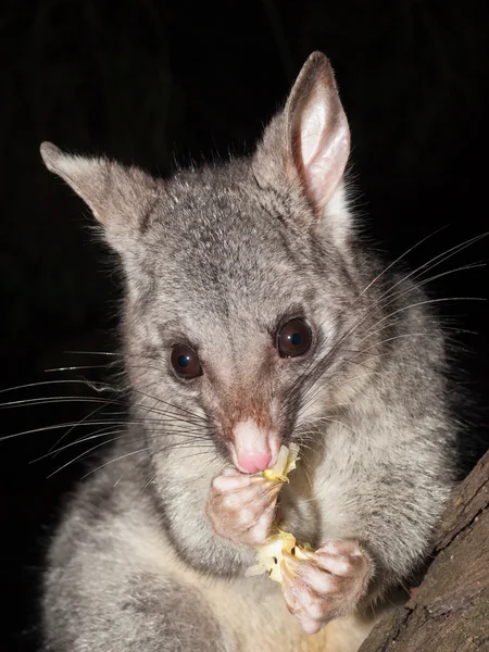 Bush tailed possum eating fruit in a tree — Stock Photo, Image