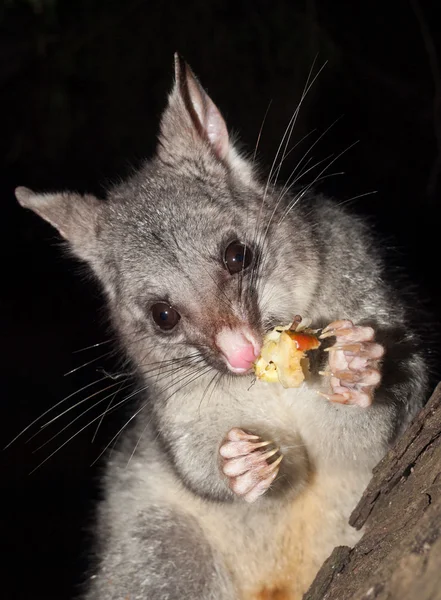 Bush tailed possum eating fruit in a tree — Stock Photo, Image