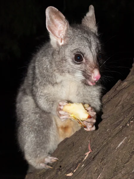 Bush tailed possum eating fruit in a tree — Stock Photo, Image