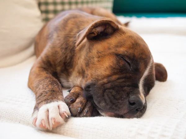 A brindle puppy pitbull sleeping — Stock Photo, Image