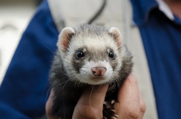 Ferret being held in a mans hand — Stock Photo, Image