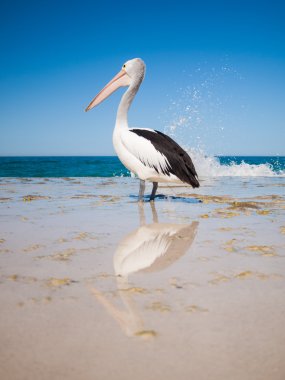 Avustralya, Yanchep Lagoon, 04/18/2013, Avustralya Avustralya bir kumsalda uzun ayakta Pelikan