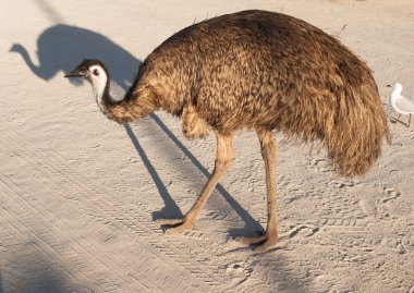 Avustralya, Monkey Mia, 01/04/2015, Avustralya outback araba parkı ile yürüyüş emu