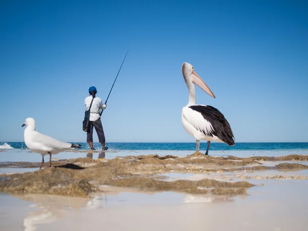 オーストラリア、Yanchep のラグーン、2013/04/18、オーストラリア ペリカン漁師を見て、オーストラリアのビーチでのスクラップを待っています。 — ストック写真