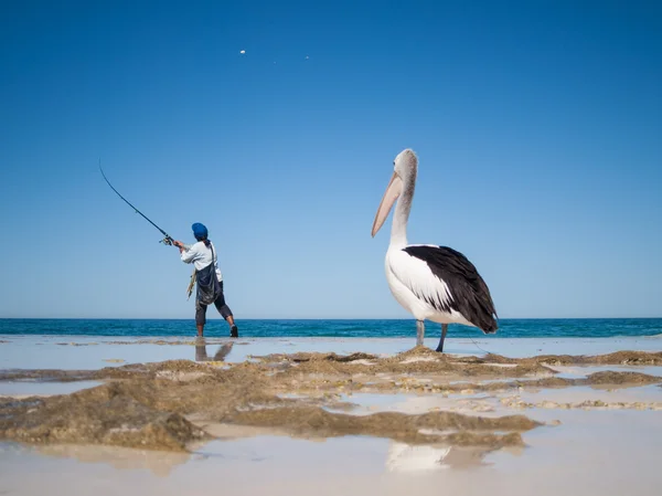 Avustralya, Yanchep Lagoon, 04/18/2013, Avustralya bir balıkçı izliyor ve artıkları, bir Avustralya plaj için bekliyor Pelikan