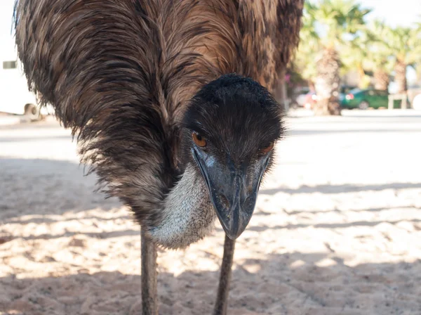 Austrálie, Monkey Mia, 01/04/2015, australský emu drzý, kamera se blíží — Stock fotografie