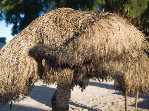 Australia, Monkey Mia, 01/04/2015, australijski emu się czyszczenie — Zdjęcie stockowe