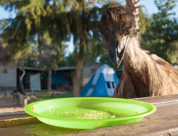 Austrálie, Monkey Mia, 01/04/2015, australský emu dívá na prázdný talíř na stůl — Stock fotografie