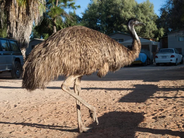 Australia, Monkey Mia, 01 / 04 / 2015, Australian emu walking through a parking — Foto de Stock