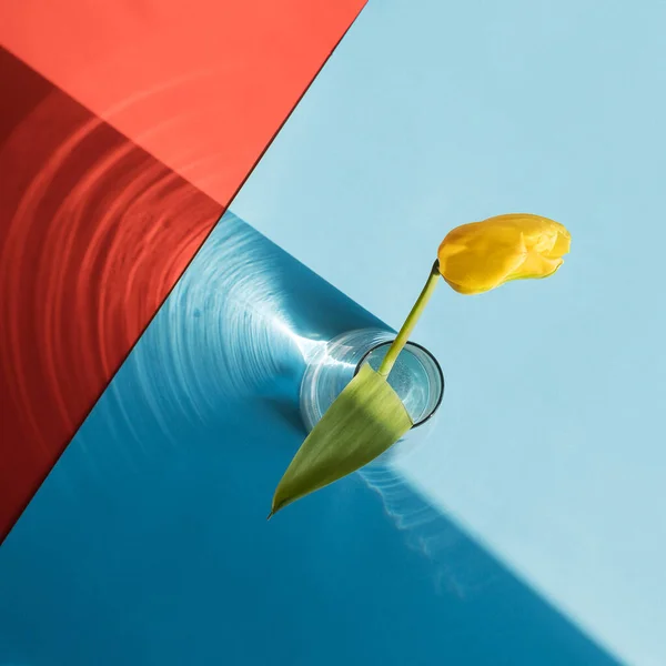 Gele tulp op abstracte rood-blauwe achtergrond. Heldere daglichtstraal, schittering. Voorjaarsconcept. Moederdag — Stockfoto