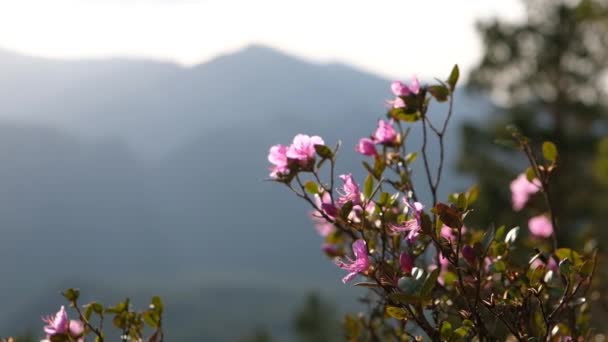 Mountain landscape view. Blooming bushes with pink flowers on the mountain slopes — Stock Video