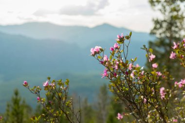 Dağ manzarası. Dağ yamaçlarında pembe çiçeklerle açan çalılar.