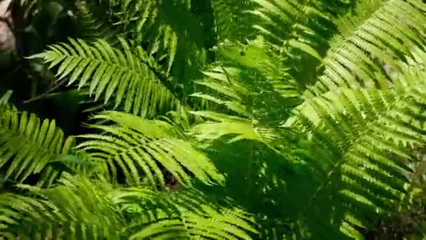 Groene varen bladeren likken door de zon. Varenbladeren in het zonlicht. Een close-up. Tropische zomertijd — Stockvideo